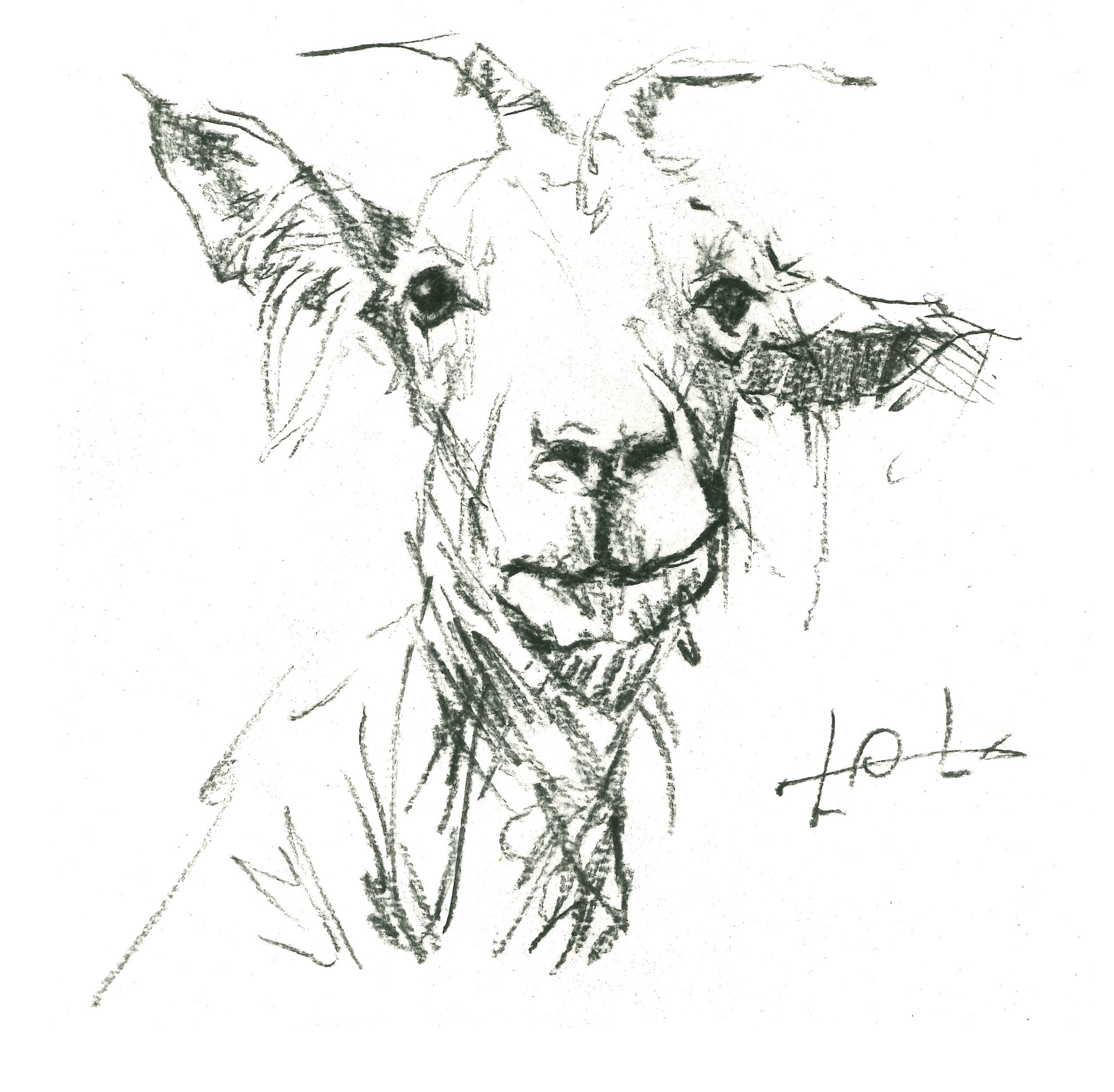 Animal 1